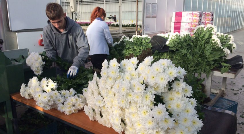 Prima kwaliteit chrysanten, ondanks halvering energie-input