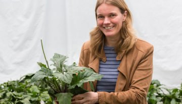 Nieuwe kennis moet leiden naar duurzame aanpak van meeldauw
