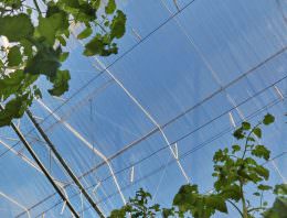 Meer licht via doorbraak in energiebesparende klimaatscherm