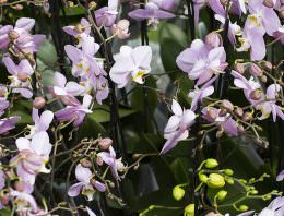 Ter Laak lanceert productlijn voor imperfecte orchideeën