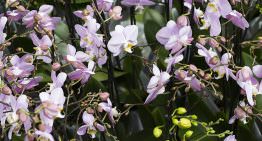 Ter Laak lanceert productlijn voor imperfecte orchideeën