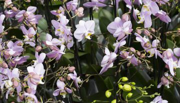 Ter Laak lanceert productlijn voor imperfecte orchideeën