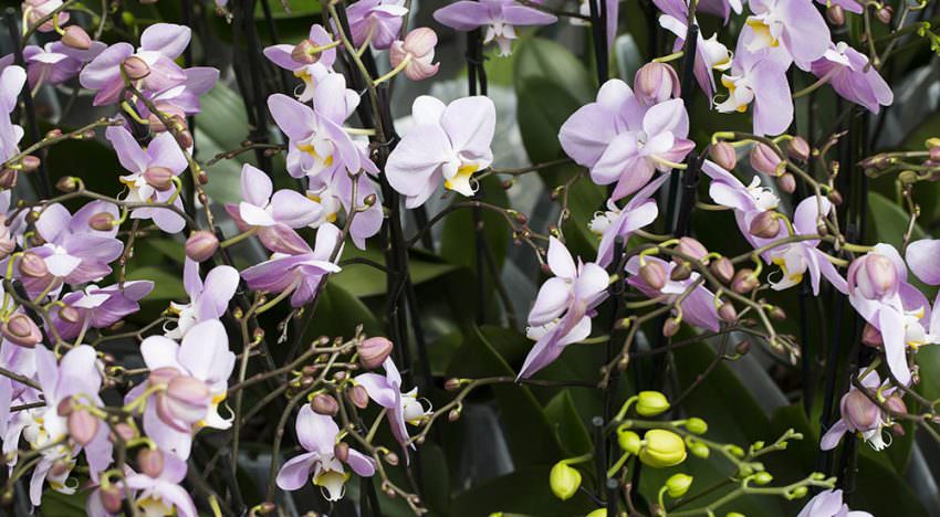 Ter Laak lanceert productlijn voor imperfecte orchideeën