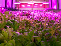 Brede aandacht voor vertical farming in VPRO Tegenlicht