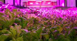 Brede aandacht voor vertical farming in VPRO Tegenlicht