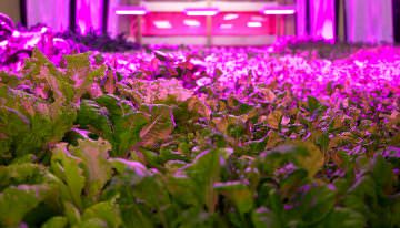 Brede aandacht voor vertical farming in VPRO Tegenlicht
