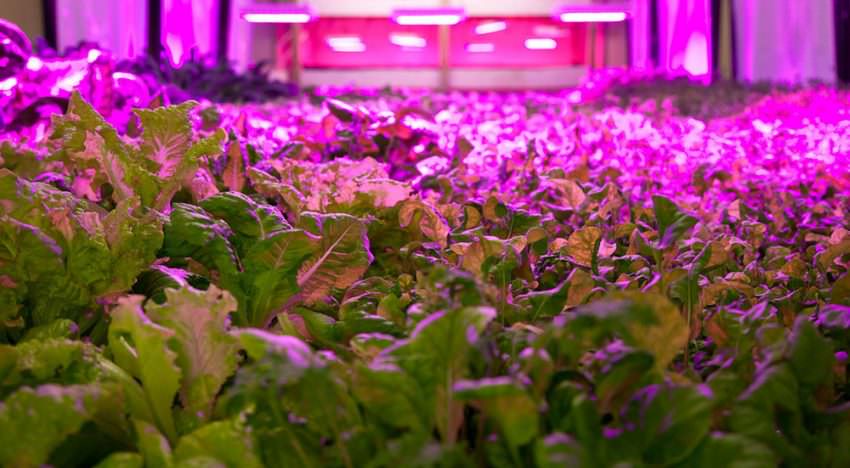Brede aandacht voor vertical farming in VPRO Tegenlicht