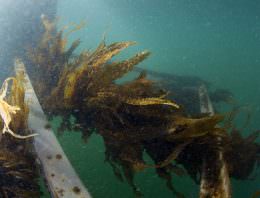 Van Dam oogst eerste zeewier van proefboerderij Scheveningen