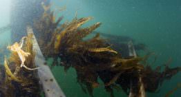 Van Dam oogst eerste zeewier van proefboerderij Scheveningen