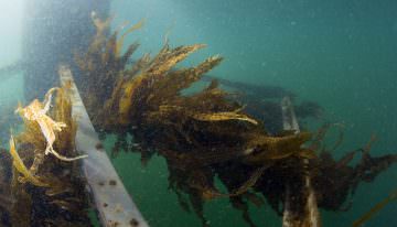 Van Dam oogst eerste zeewier van proefboerderij Scheveningen
