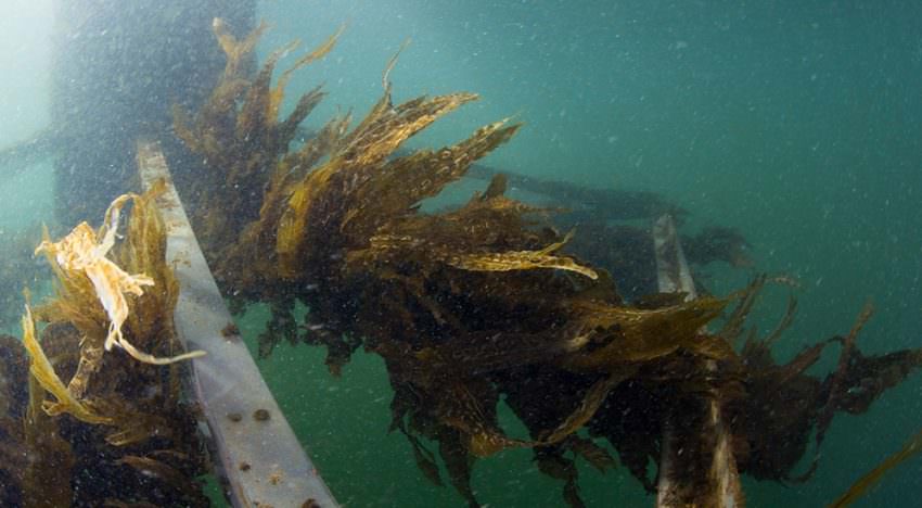 Van Dam oogst eerste zeewier van proefboerderij Scheveningen
