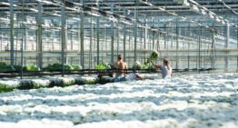 ‘Meer mensen uit de regio naar tuinbouw’