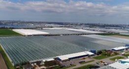 Tomatenkweker wint drone-filmpje