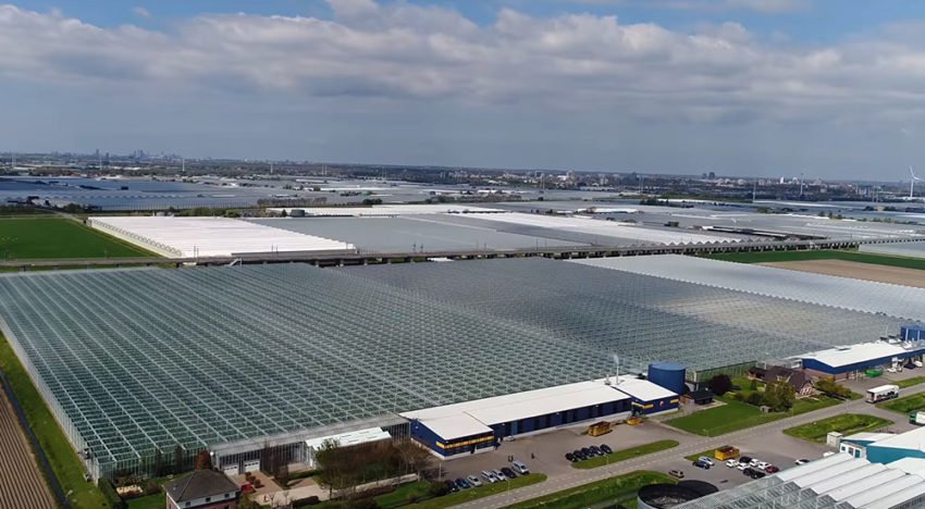 Tomatenkweker wint drone-filmpje