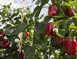 Betere paprika’s en lager energieverbruik dankzij slimme sensoren