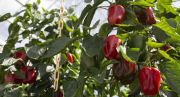 Betere paprika’s en lager energieverbruik dankzij slimme sensoren