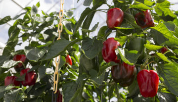 Betere paprika’s en lager energieverbruik dankzij slimme sensoren