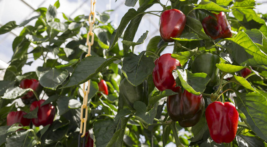 Betere paprika’s en lager energieverbruik dankzij slimme sensoren