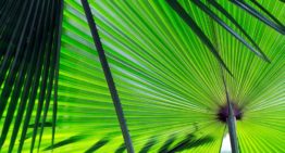 Kan fotosynthese 2.0 de wereld redden?