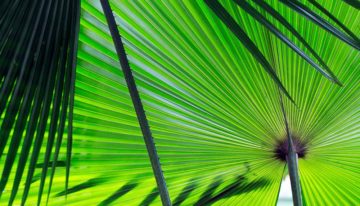 Kan fotosynthese 2.0 de wereld redden?