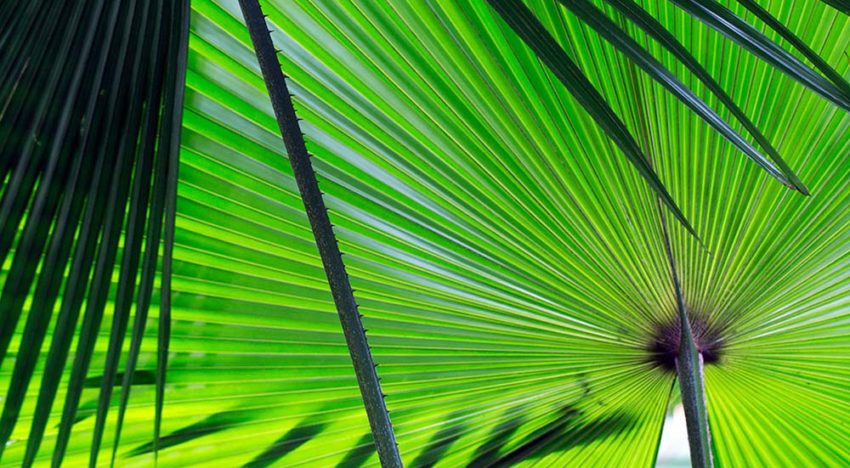 Kan fotosynthese 2.0 de wereld redden?