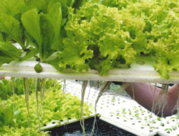 Aquaponicsbedrijf Blue Acres ontvangt Agrofoodpluim