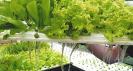 Aquaponicsbedrijf Blue Acres ontvangt Agrofoodpluim
