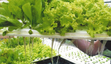 Aquaponicsbedrijf Blue Acres ontvangt Agrofoodpluim