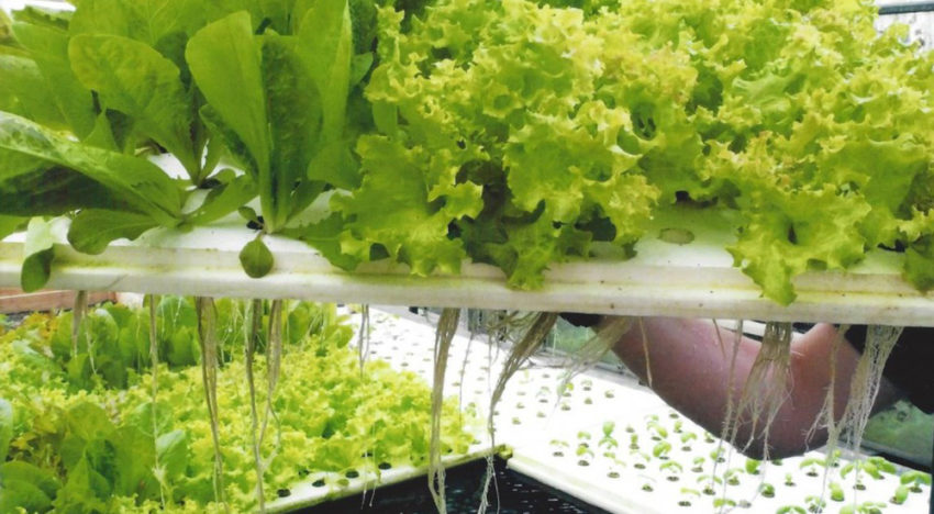 Aquaponicsbedrijf Blue Acres ontvangt Agrofoodpluim