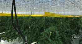 Hongaarse kassen profiteren al vele jaren van geothermie