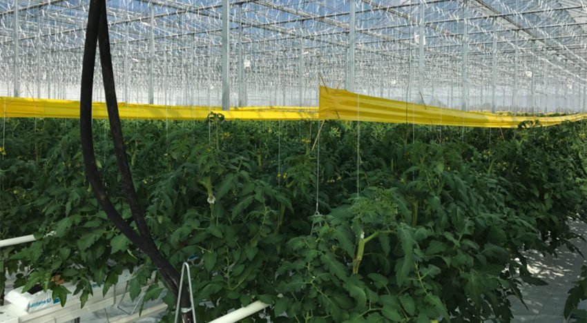 Hongaarse kassen profiteren al vele jaren van geothermie