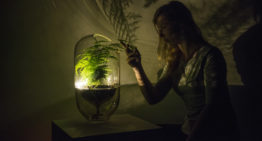 Let it Grow opent inschrijving voor tweede incubatieprogramma