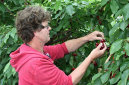 Liefhebbers op de stoep voor vroege kersen onder glas