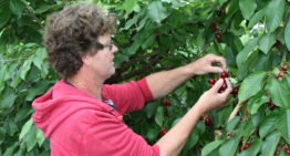 Liefhebbers op de stoep voor vroege kersen onder glas