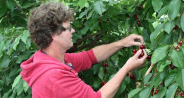 Liefhebbers op de stoep voor vroege kersen onder glas