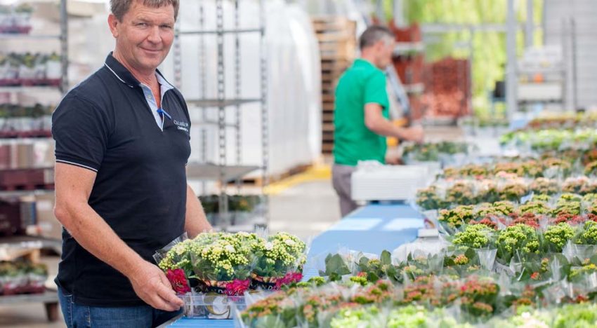 Behoefte aan weerbaar gewas stimuleert belangstelling voor silicium
