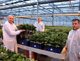 ‘Het herstellend vermogen van een plant blijkt echt bijzonder groot’