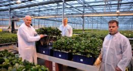 ‘Het herstellend vermogen van een plant blijkt echt bijzonder groot’