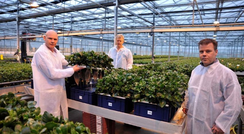 ‘Het herstellend vermogen van een plant blijkt echt bijzonder groot’ ‘Het herstellend vermogen van een plant blijkt echt bijzonder groot’