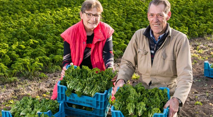 Elke dag tachtig kistjes vers gesneden peterselie naar Barendrecht