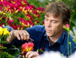 ‘Helemaal biologisch lijkt onmogelijk, maar in freesia kunnen we 80% halen’