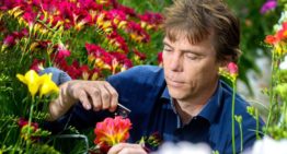 ‘Helemaal biologisch lijkt onmogelijk, maar in freesia kunnen we 80% halen’