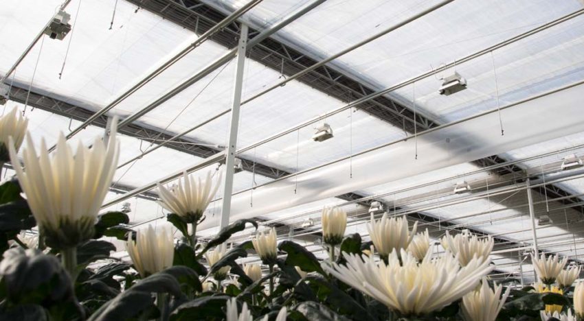 Keuze voor diffuus glas voor veel telers nog geen uitgemaakte zaak