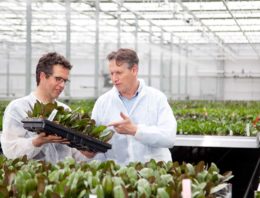 Fresnellenzen zorgen voor 100% diffuus licht in orchideeënkas Ter Laak