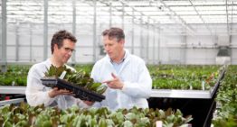 Fresnellenzen zorgen voor 100% diffuus licht in orchideeënkas Ter Laak
