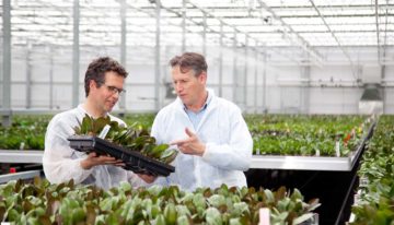 Fresnellenzen zorgen voor 100% diffuus licht in orchideeënkas Ter Laak