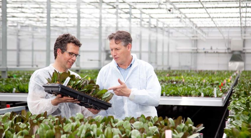 Fresnellenzen zorgen voor 100% diffuus licht in orchideeënkas Ter Laak