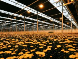 Biologische klok en temperatuur bepalend bij sturen met licht