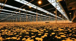 Biologische klok en temperatuur bepalend bij sturen met licht