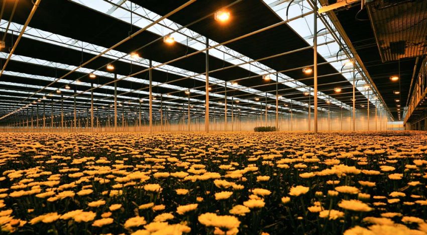 Biologische klok en temperatuur bepalend bij sturen met licht